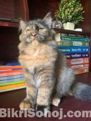 Persian X Siberian kitten